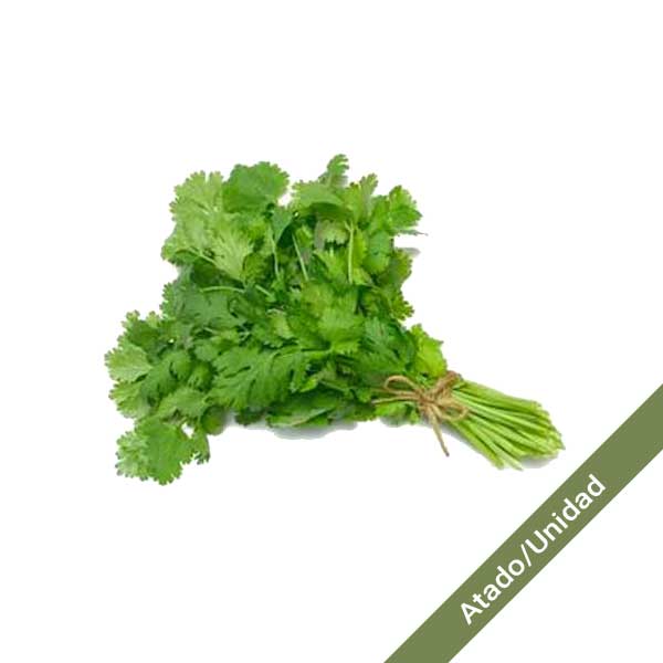 Cilantro