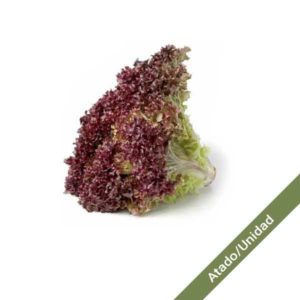 lechuga-crespa-morada