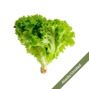 lechuga-crespa-verde