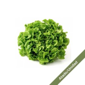 lechuga-roble