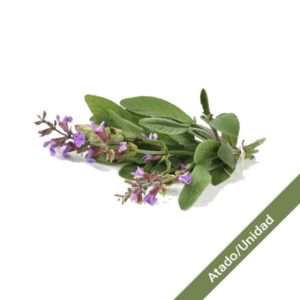 Salvia