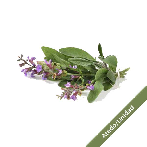 Salvia